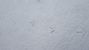 Empreintes d'oiseaux dans la neige